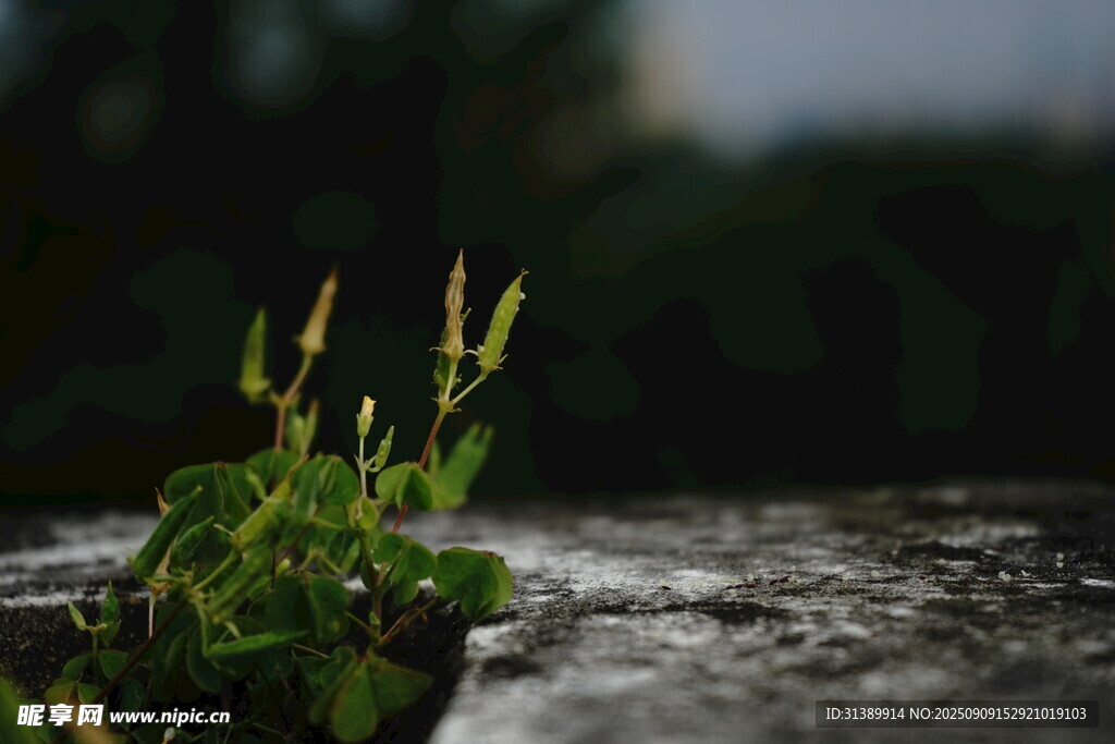 雨中新生小草