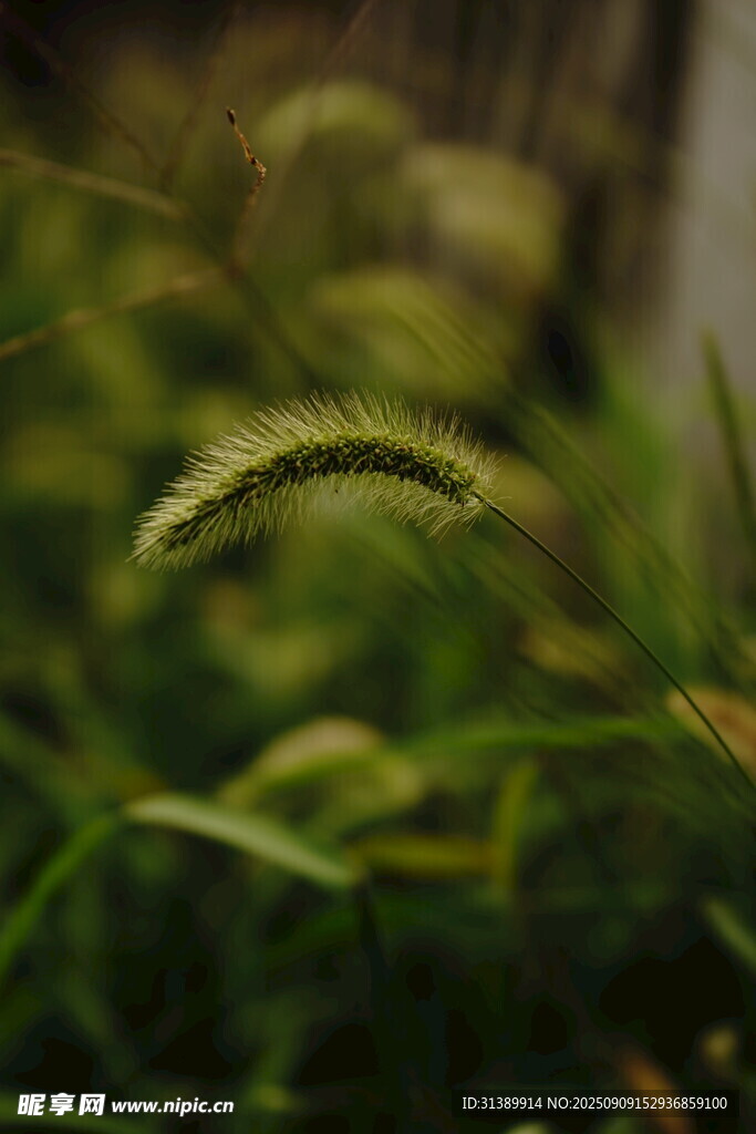 嫩绿狗尾草特写
