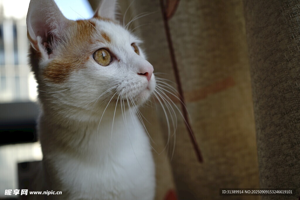 窗边可爱猫咪抬头凝望