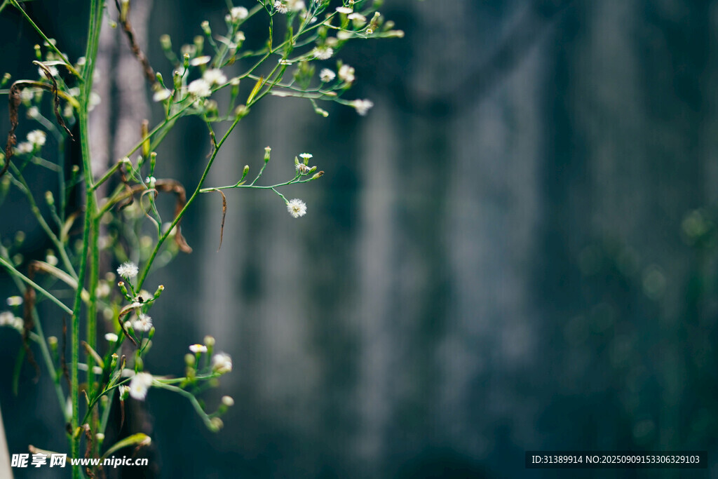 清新小白花植物特写