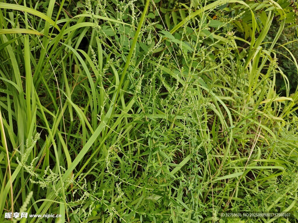 茂盛的绿色草丛