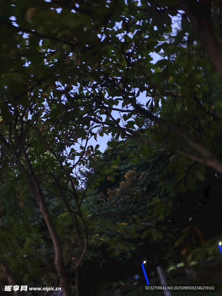 夜幕下的树林景观
