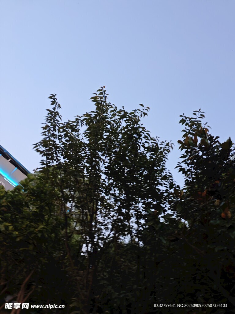 蓝天绿树景象