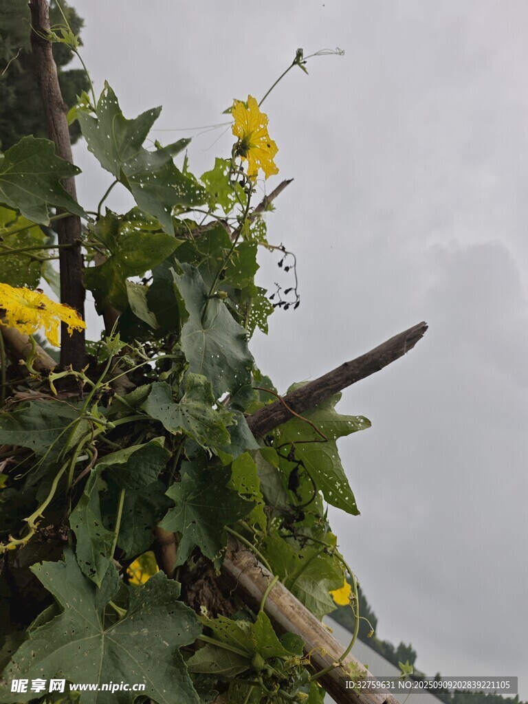 藤蔓上绽放的黄色小花