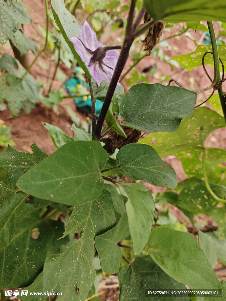 绿叶间的蓝紫色果实