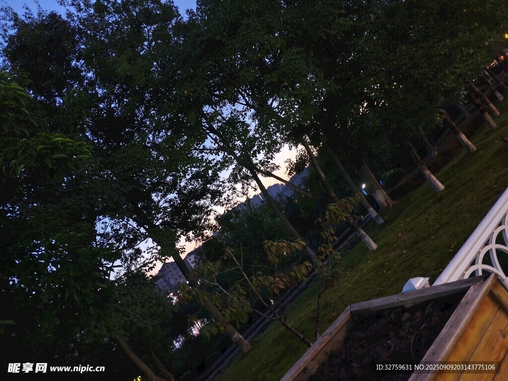 黄昏时的庭院树木景观