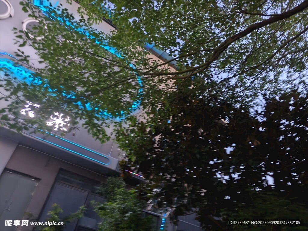 透过枝叶看建筑