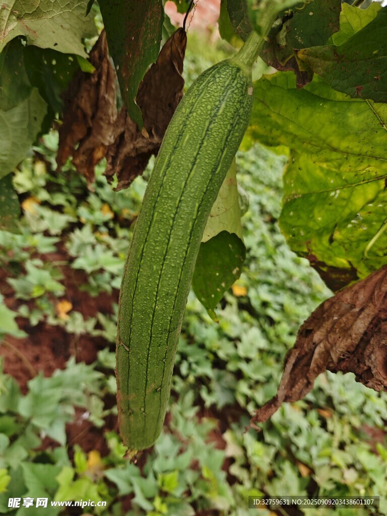 绿叶植物特写