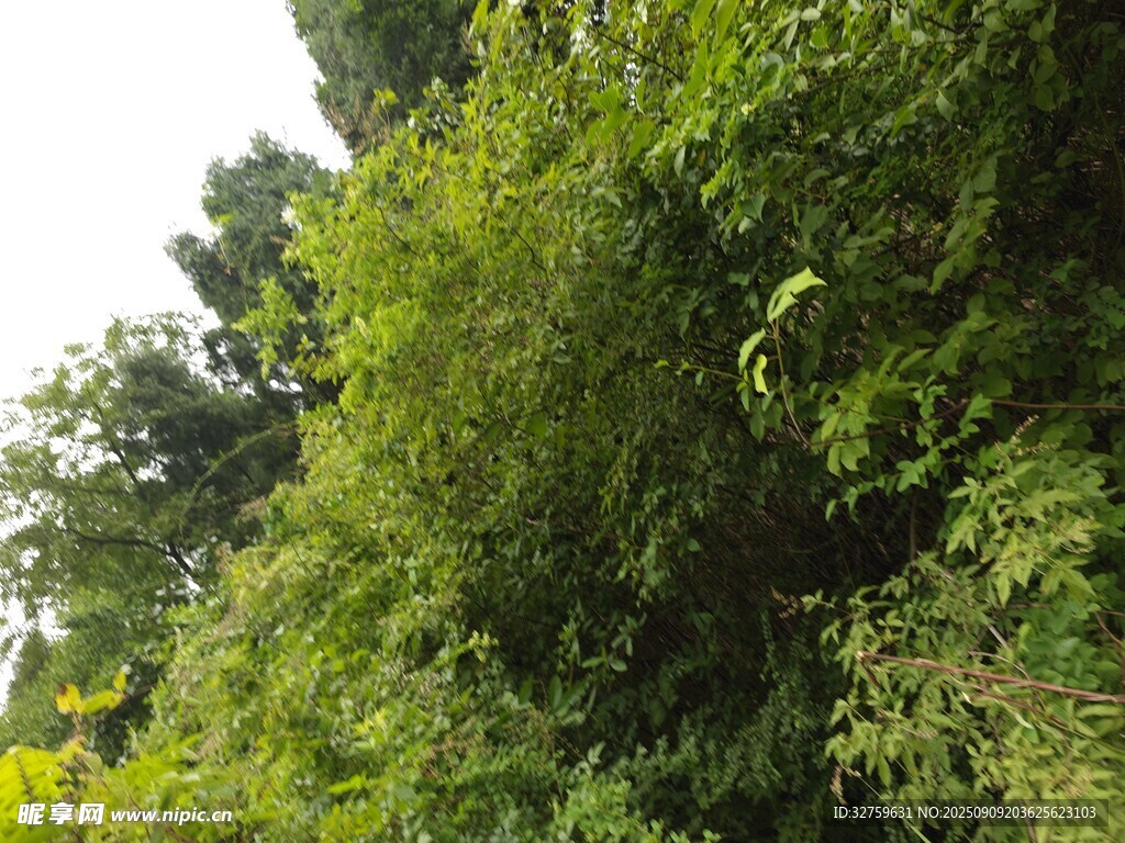 茂密葱郁的绿色植被景观