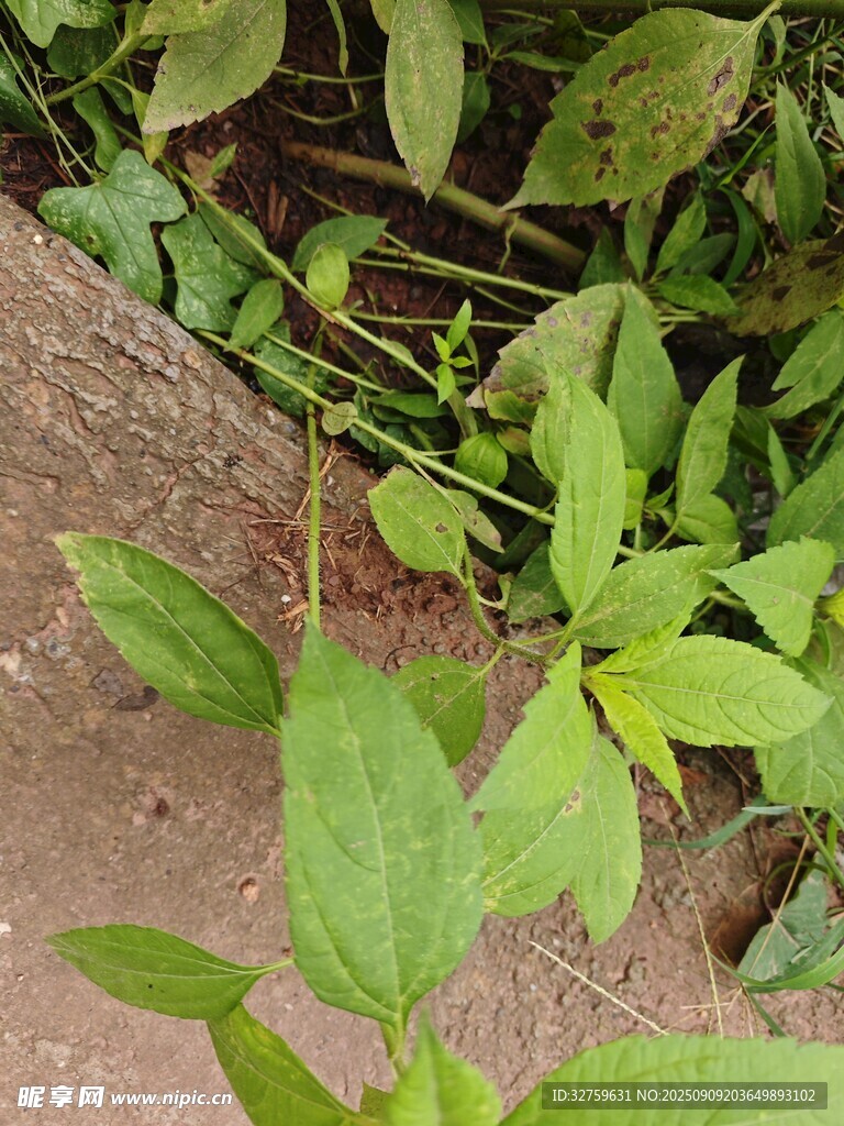地面旁生长的嫩绿植物
