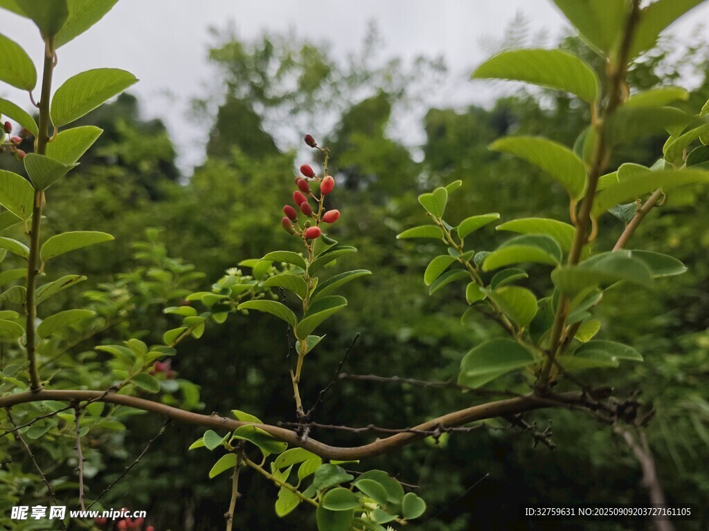 绿叶繁茂的植物枝头