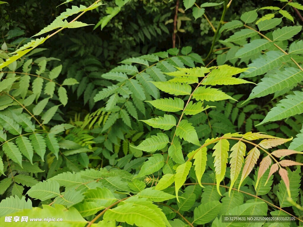 茂密翠绿的蕨类植物景观