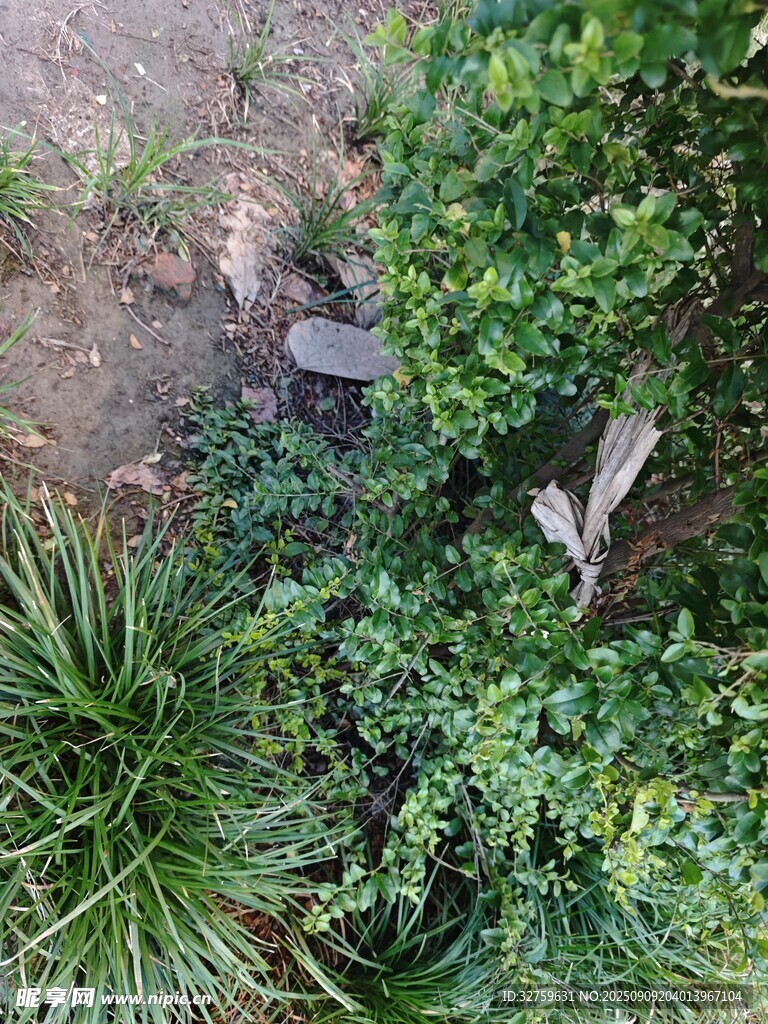 地面绿植与落叶景象