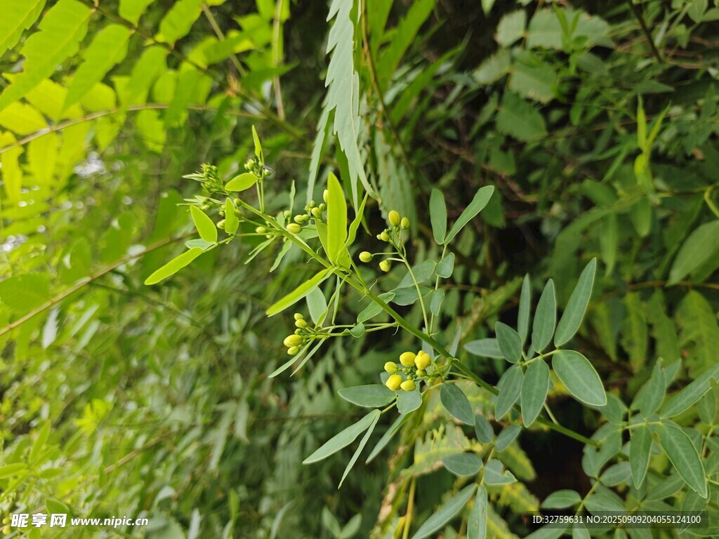 繁茂绿植