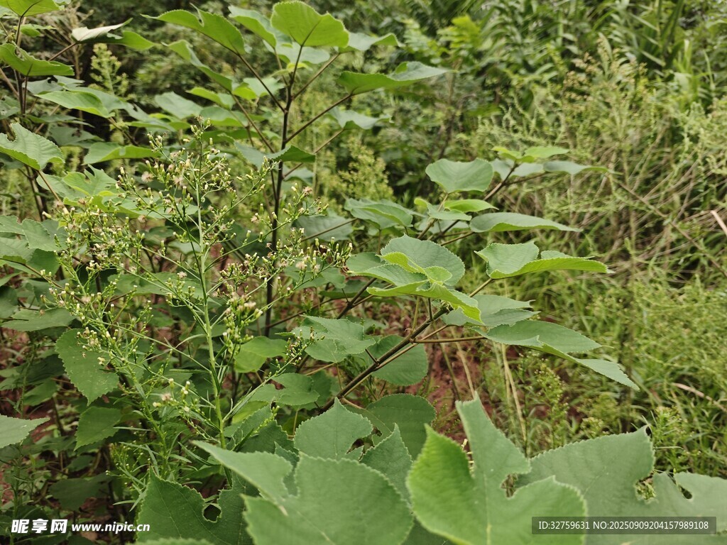野外繁茂绿植景象