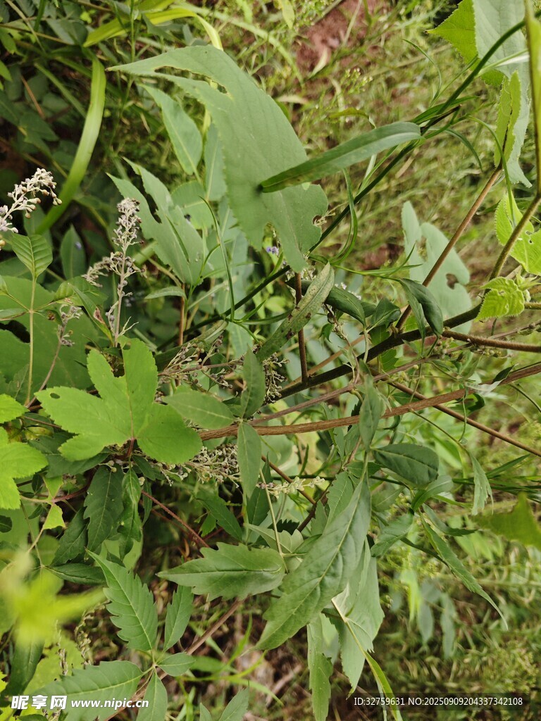 繁茂绿植
