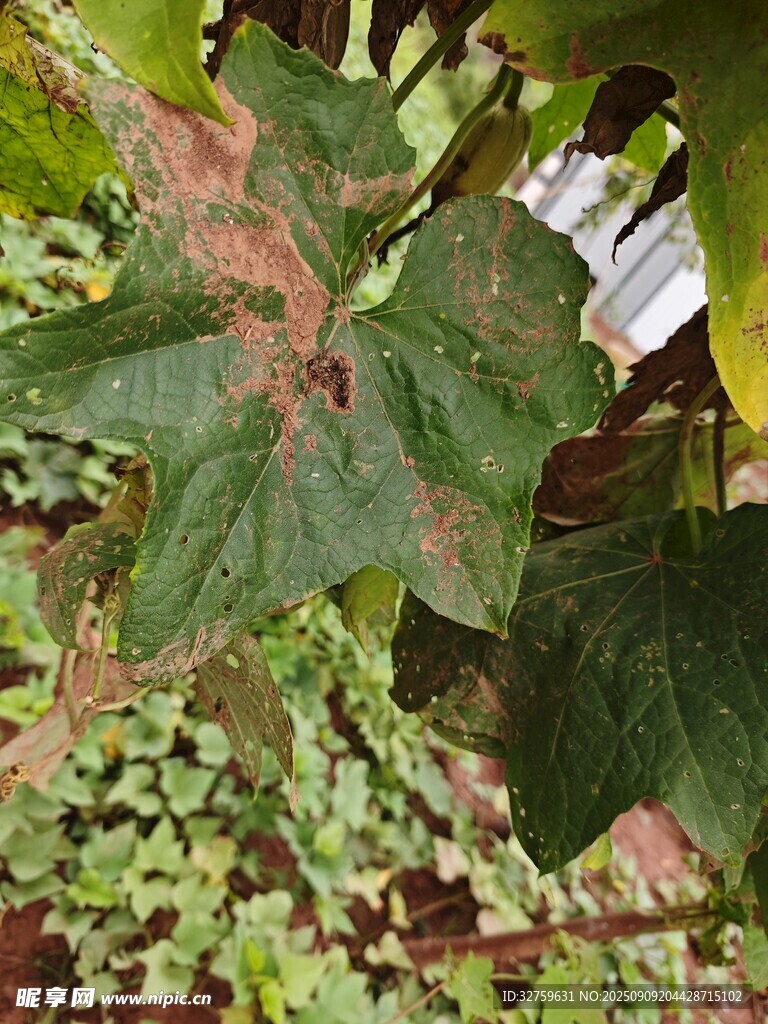 绿叶植物特写