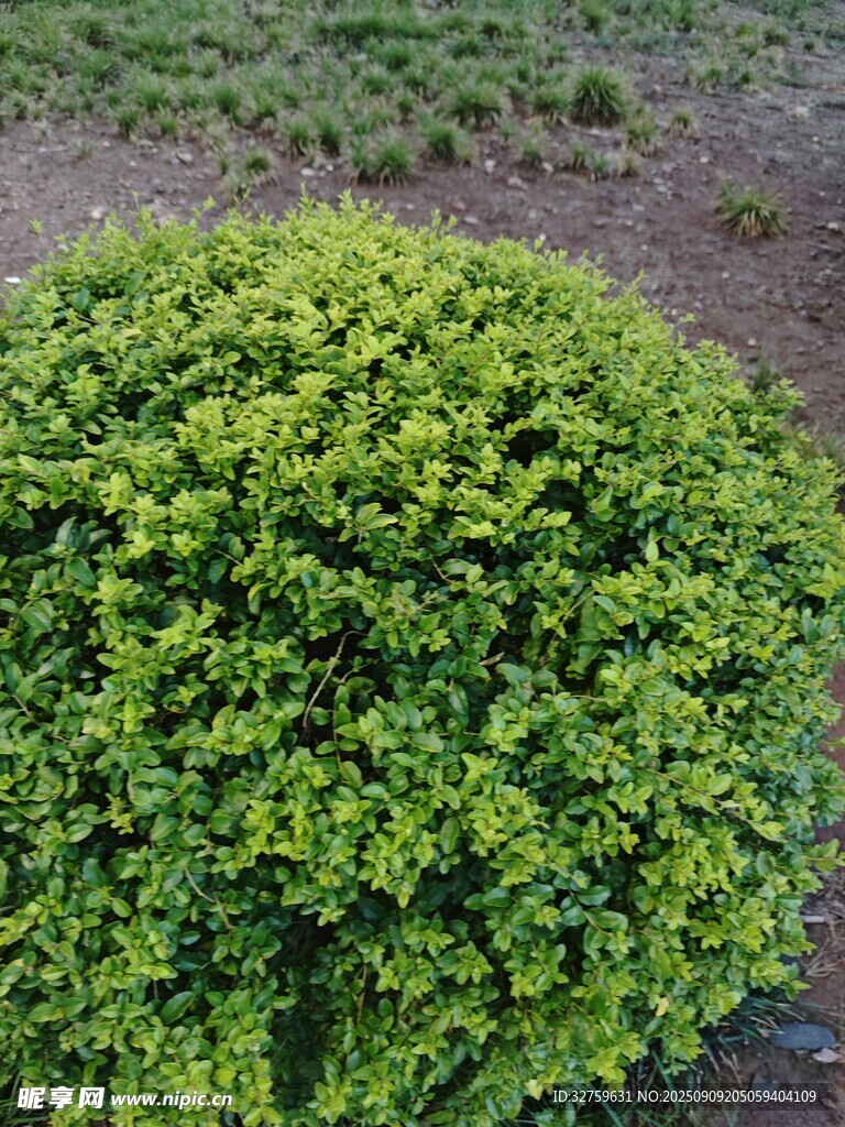 翠绿球形灌木植物景观