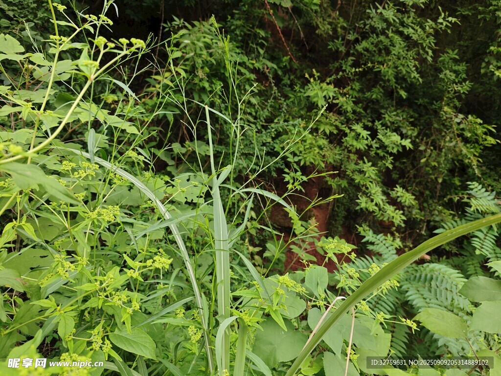 繁茂绿植展现自然生机