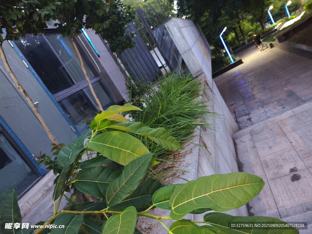 庭院绿植景观一角