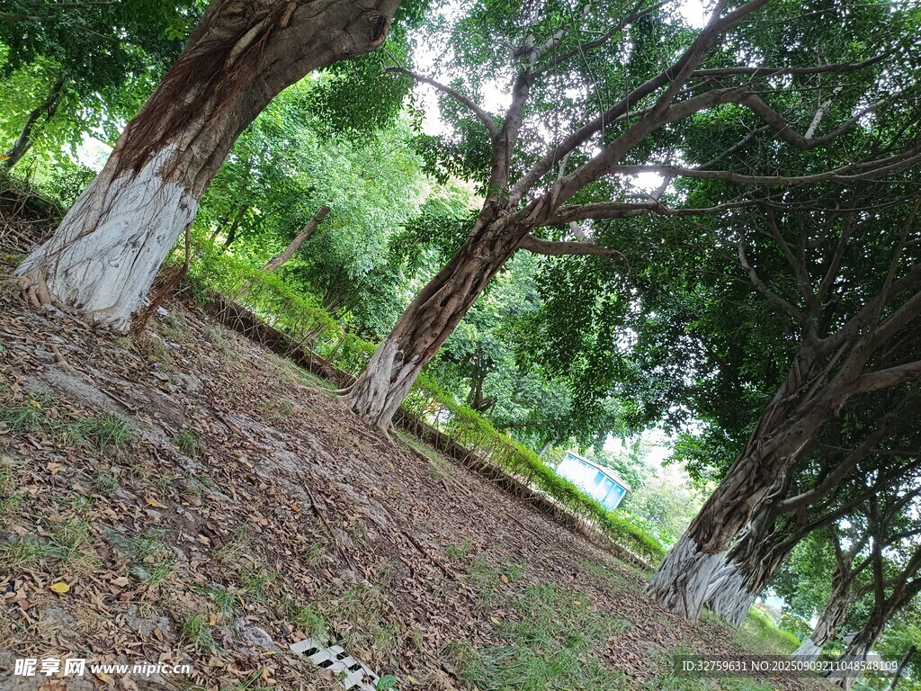 林间静谧风景