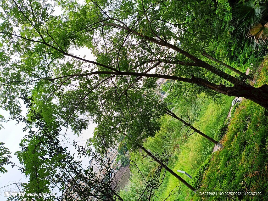 夏日林间绿意盎然景象