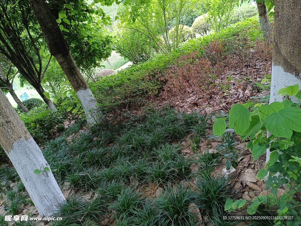 林间绿意盎然的自然景致