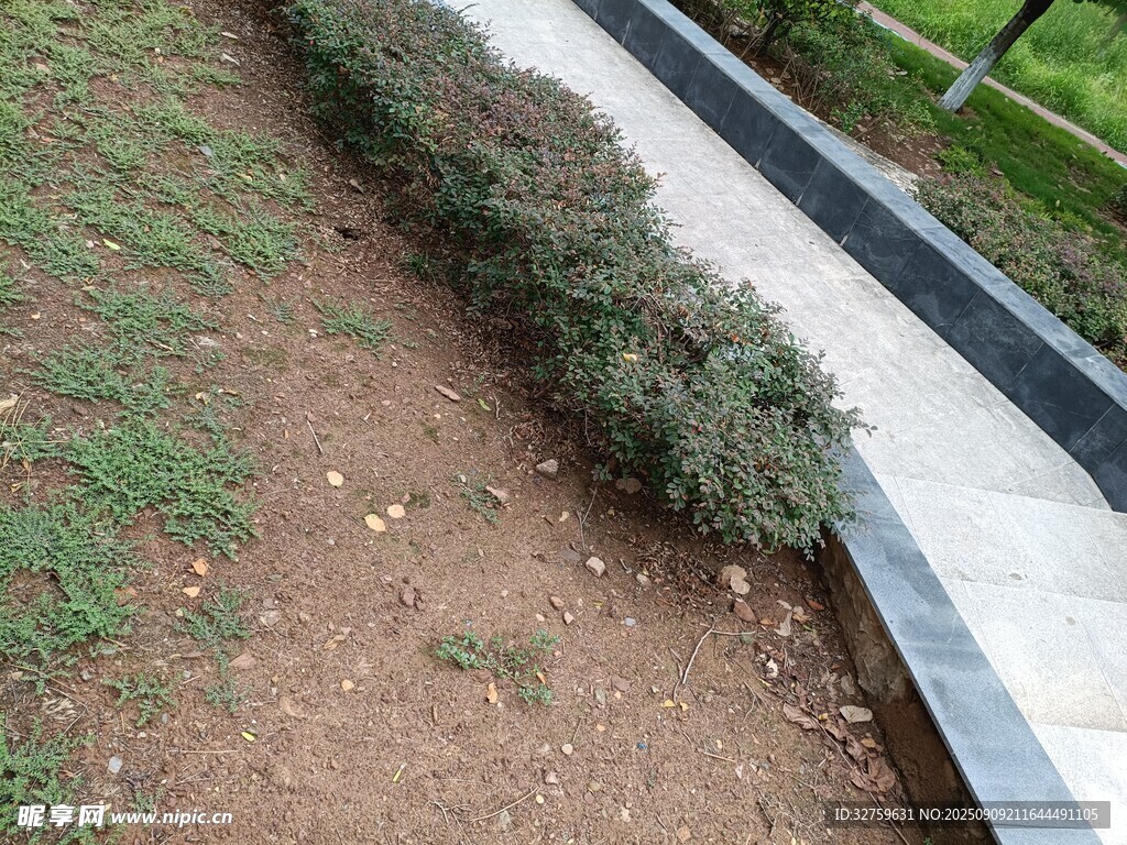路边绿植景观