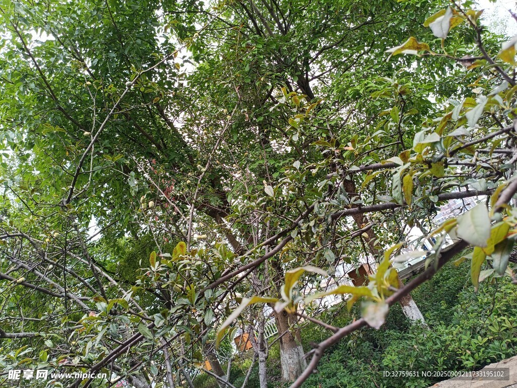 繁茂绿树