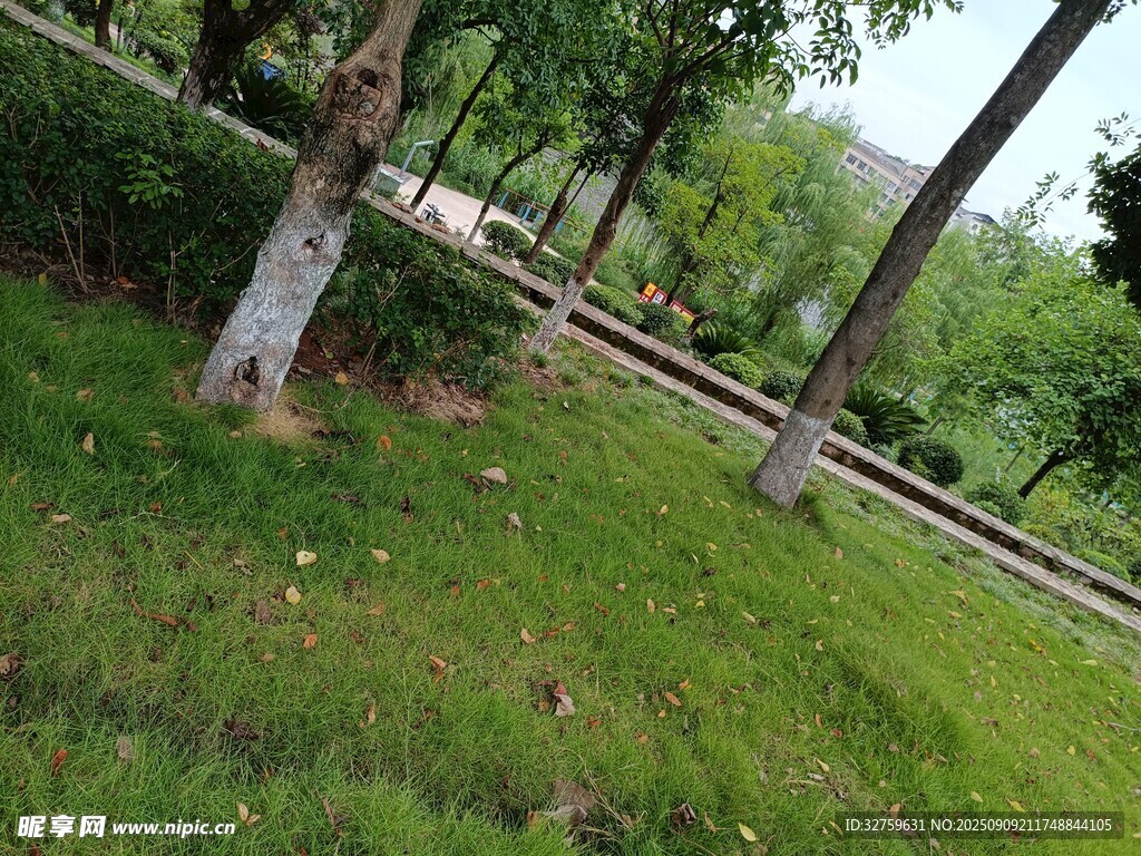 林间草地自然风景图