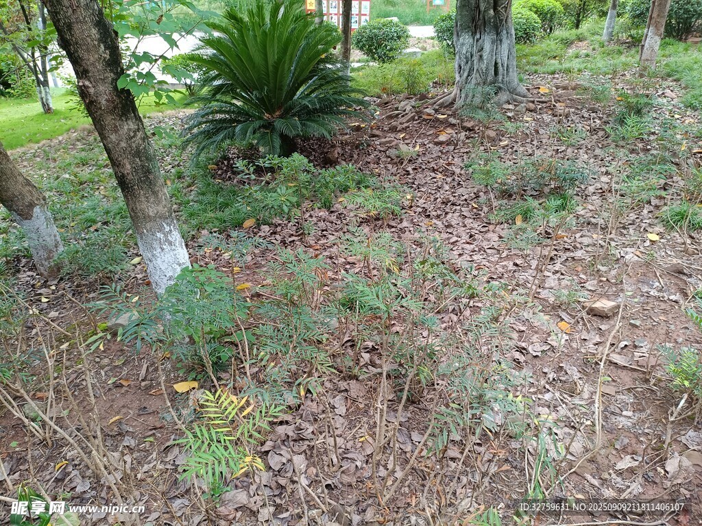 林间地面植被与树木景象