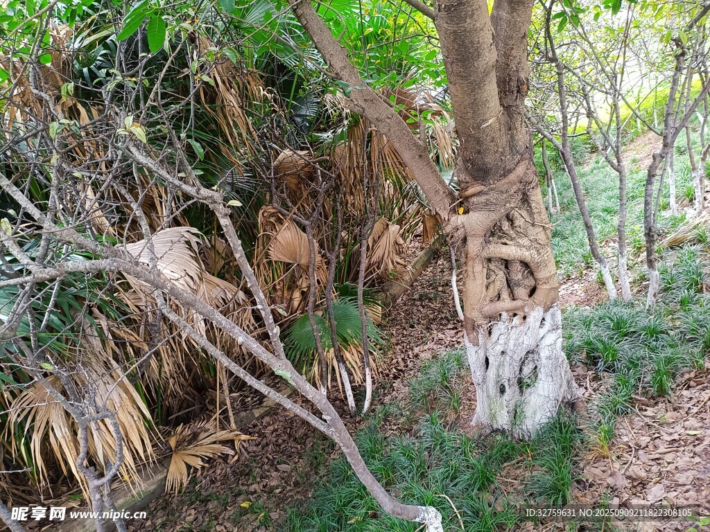 林间枯树与繁茂绿植景象