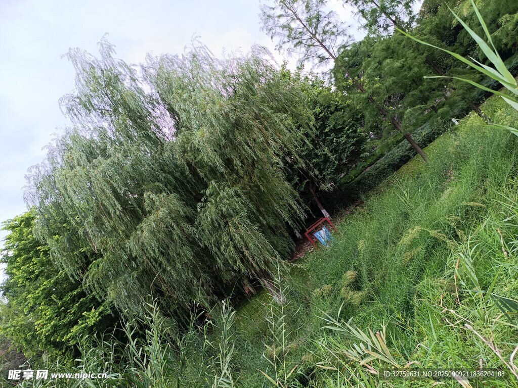 野外葱郁草木与倾斜树木