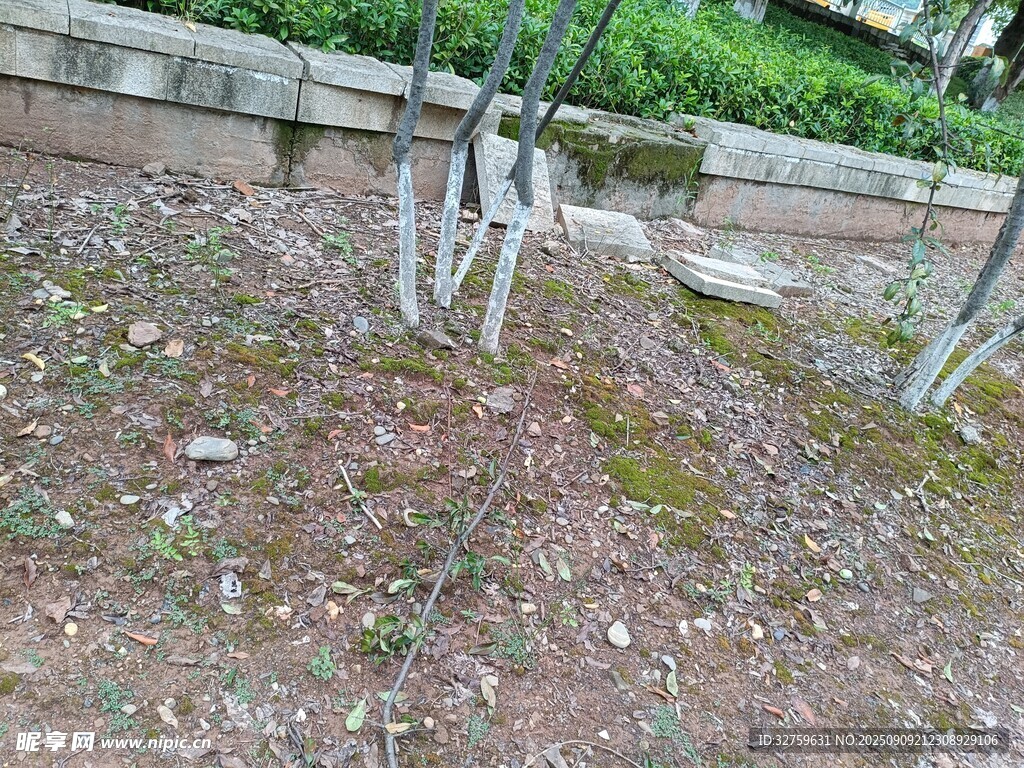 地面树根及周边景象