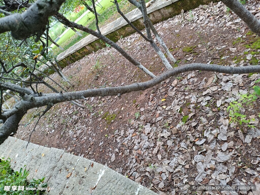 地面落满树枝树叶景象