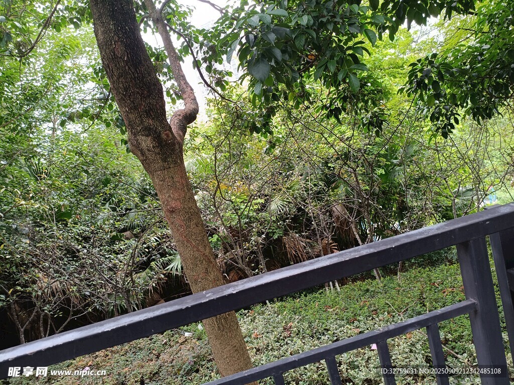 阳台外的繁茂绿植景观