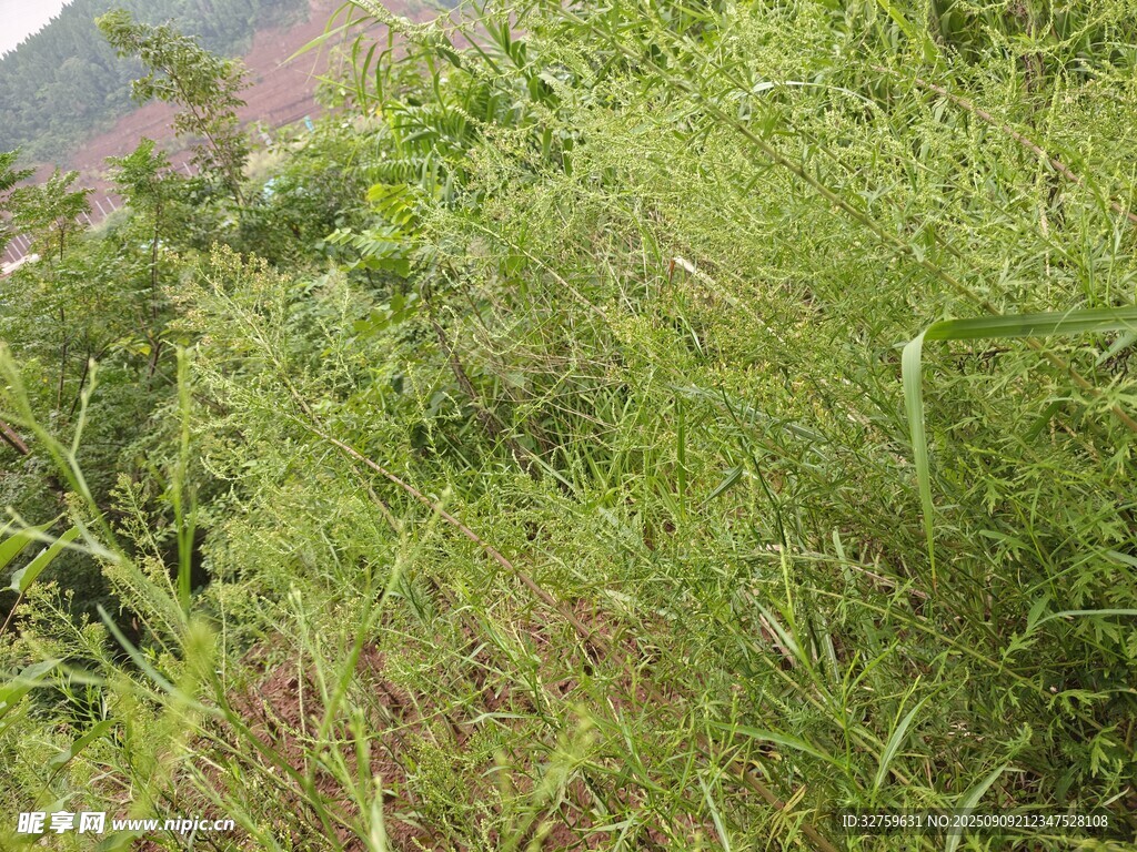 野外丛生的绿色植物