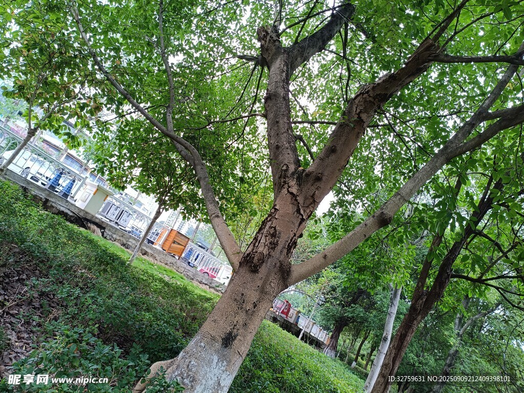 绿树成荫的户外景致