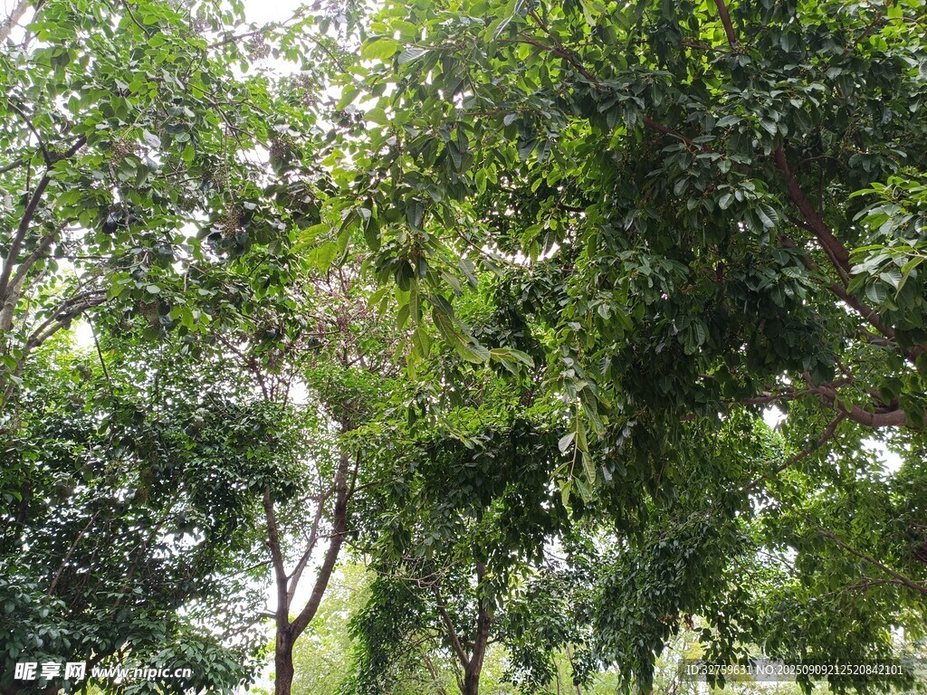 繁茂绿树风景