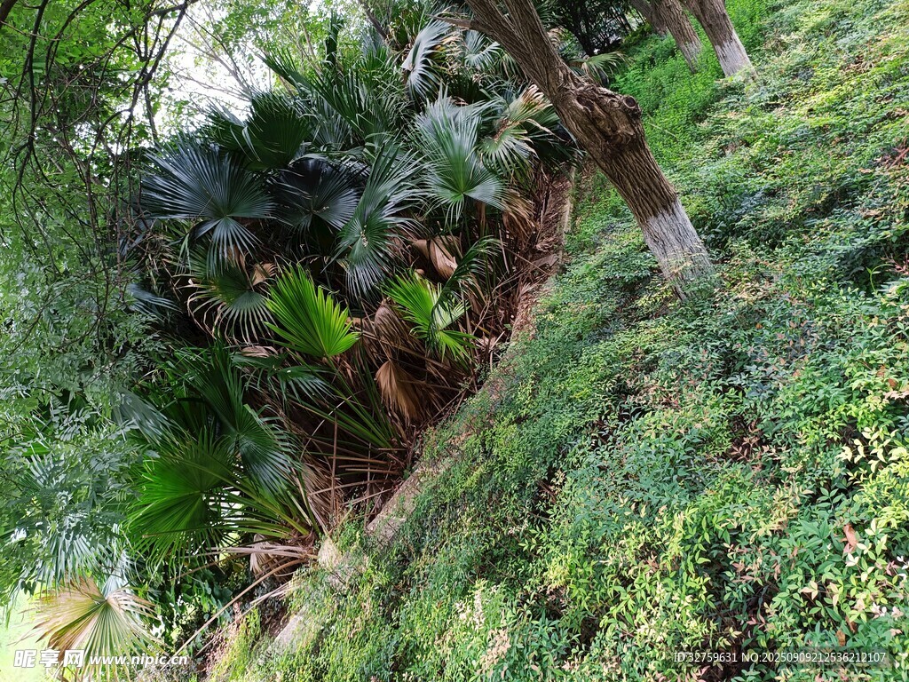 山林间繁茂的绿植景观