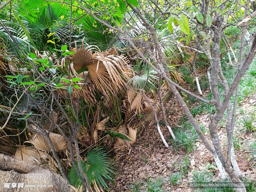 林间枯叶与绿植景象