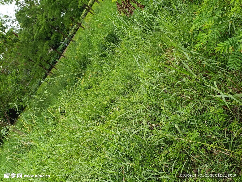 茂密翠绿的野外草丛景观