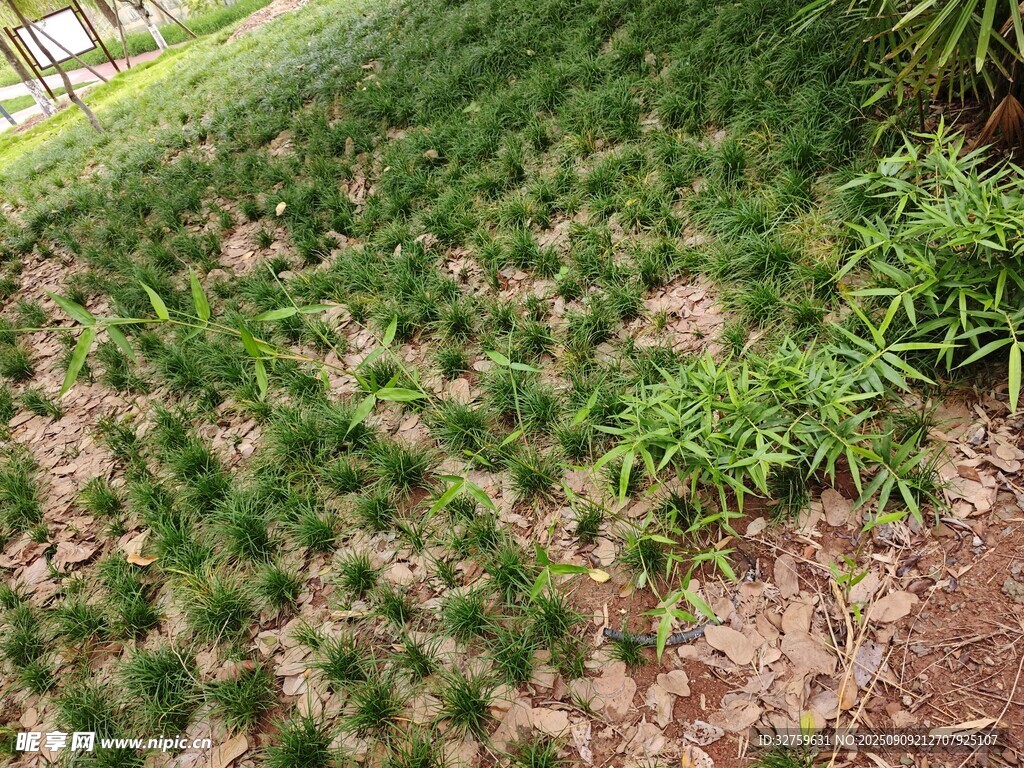 地面绿植景观