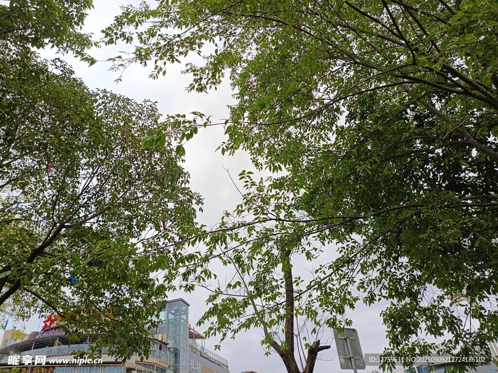 绿树成荫的户外景致