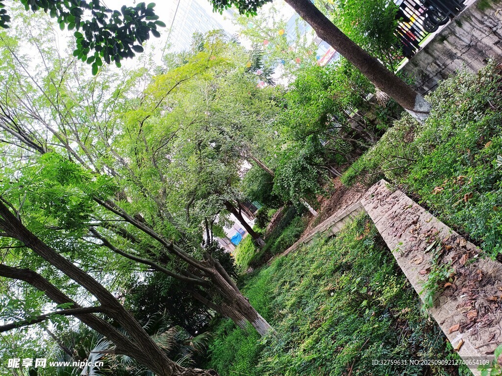 山林间的石阶与葱郁植被