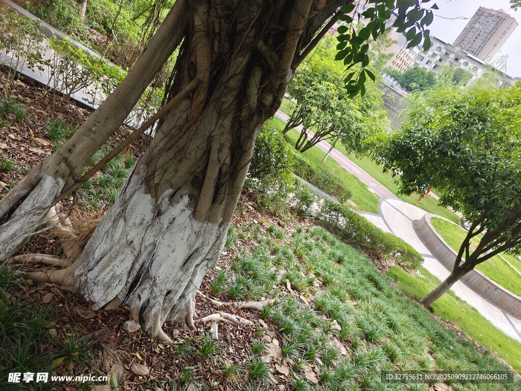 公园中粗壮树干与绿植景观