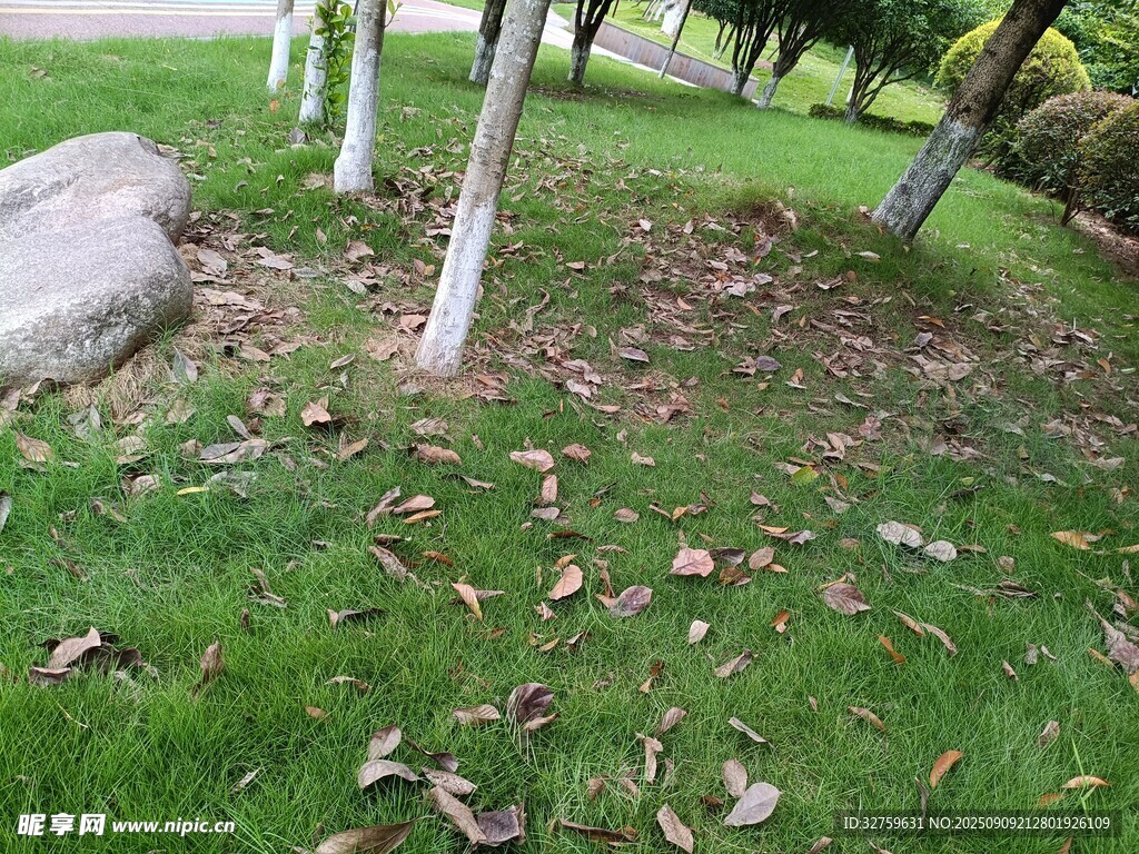 草地落叶旁的树木景观