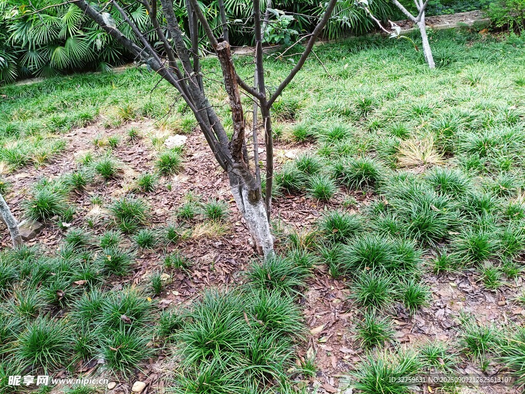 树下绿植景观