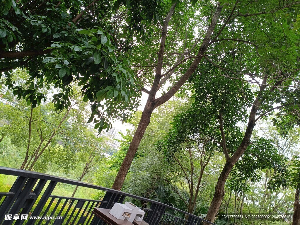 绿荫下的户外休闲场景