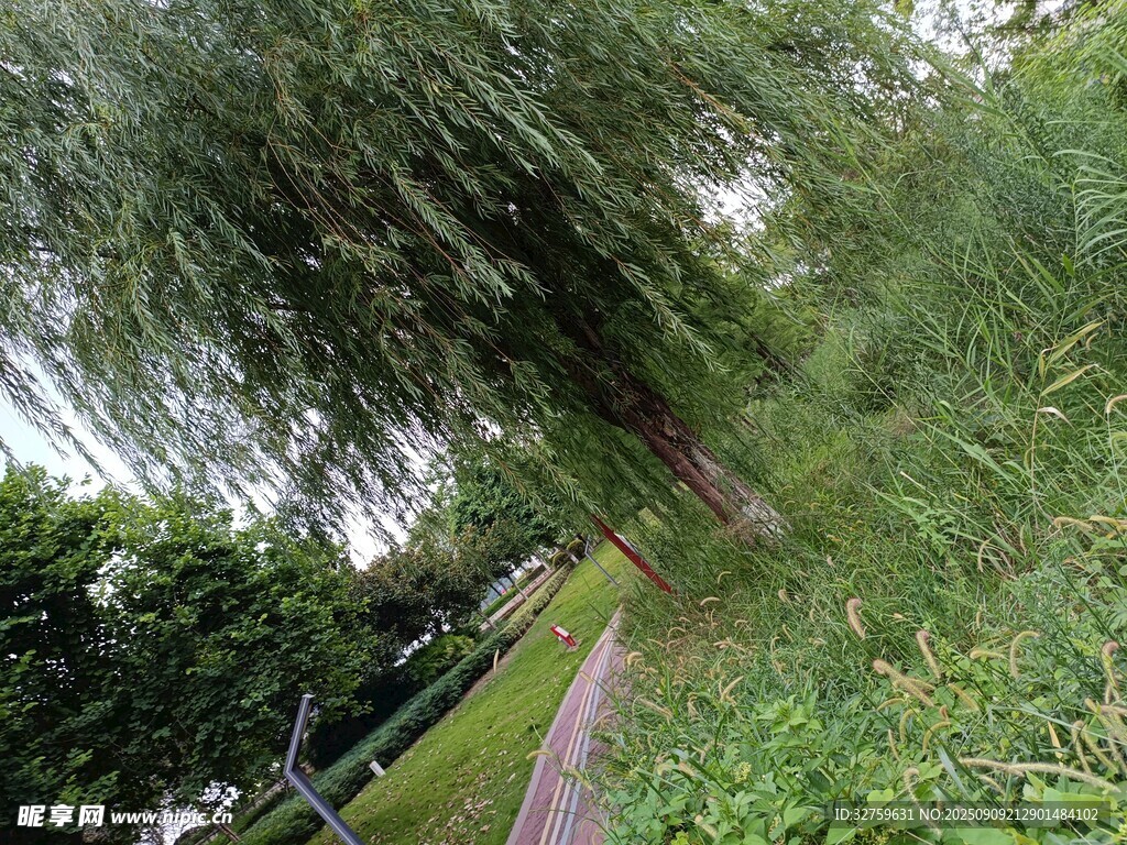 绿意盎然的林间小道